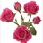 Pink Sensation - Spray Rose - Roses - Flowers by category | Sierra ...